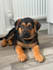 boost sales with scroll stopping pet ugc video ads