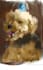 paint your pets portrait