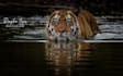 provide professional wildlife and nature photography