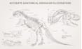 draw anatomical and comic dinosaurs illustrations