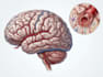 draw medical and science illustrations