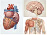 create medical illustration and diagram