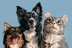 draw your dog or any pets into cartoon