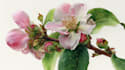 create elegant botanical illustrations inspired by nature