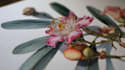 draw detailed botanical and floral illustrations