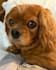 create pet ugc videos with my two dogs
