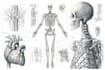 draw anatomy, medical, and scientific illustrations