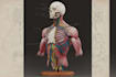 create custom medical, scientific, and human anatomy illustrations