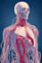 create medical illustration and diagram