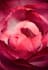 do custom  3d flower animation and realistic floral visuals