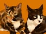 create a digital pet portrait for you
