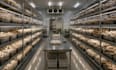 design 3d mushroom farm, growing room facility