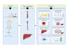 create a professional scientific graphical abstract