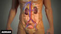 create realistic 3d anatomical medical visualization video, 3d medical animation