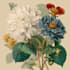 draw fineline botanical delicate flowers