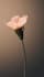 create a realistic 3d flower animation plant animation
