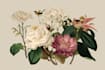 create a botanical illustration in the traditional