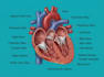 do medical and scientific illustrations