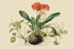 create a botanical illustration in the traditional