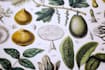 draw realistic botanical illustrations