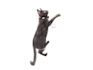 cute pet illustration  custom animal art