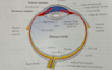 help in opthalmology optometry