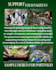 design professional poster, flayer and  social media poster