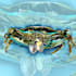draw illustration of crab, lobster, turtle, manatee and more