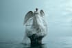 professional photo manipulation and editing