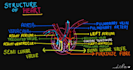 create handwritten digital biology notes