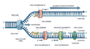 create professional scientific diagrams and illustrations