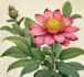draw botanical illustration flower, plant