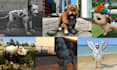 create gta 5 custom peds, animal peds, fivem peds