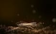 create cinematic 3d abstract animation, motion graphics, and seamless loops