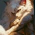 draw custom furry character art and anthro reference sheets