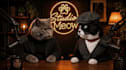do hyper ai funny animal video, ai cat funny using veo3