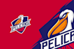 create a unique pelican mascot logo design