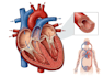 draw medical illustrations and diagrams
