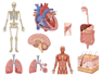 create medical illustration and diagram art