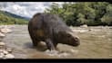 do 3d animal animation, animal rig, 3d cgi animal model texture 3d creature vfx