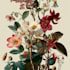 do a botanical illustration art