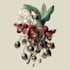 illustrate best botanical illustration and art
