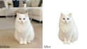 do expert background removal and object removal