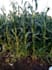 write SEO farming and christian blog articles