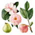 design a botanical illustration