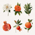 do a botanical illustration