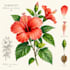 illustrate best botanical illustration