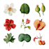 do a botanical illustration
