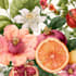 do a botanical illustration