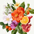 make a botanical illustration